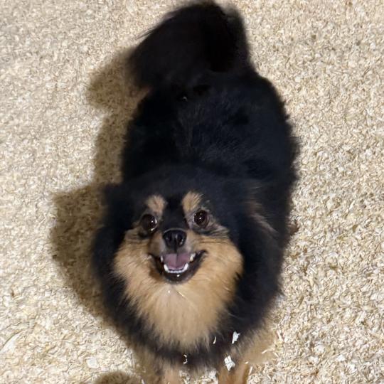 chien Spitz allemand VIRNA spitz Domaine de la Chantelaie