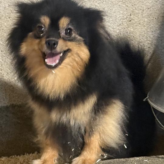 chien Spitz allemand VIRNA spitz Domaine de la Chantelaie
