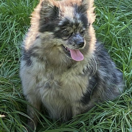 chiot Spitz allemand VITA spitz allemand Domaine de la Chantelaie chiot Spitz allemand VITA spitz allemand Domaine de la Chantelaie