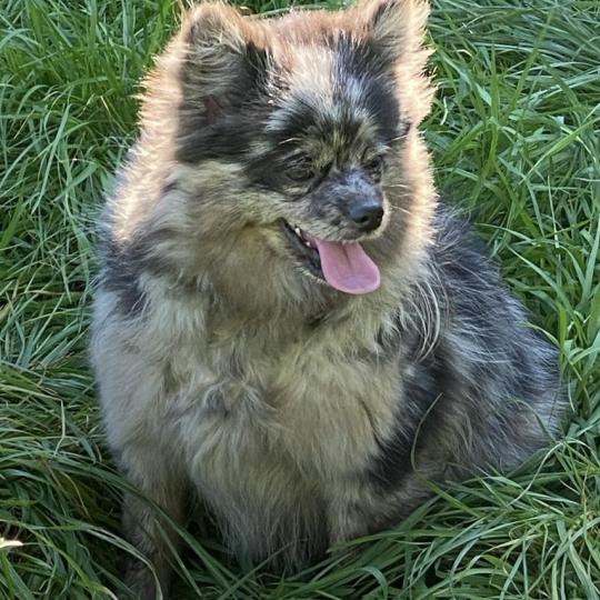 VITA spitz allemand Femelle Spitz allemand