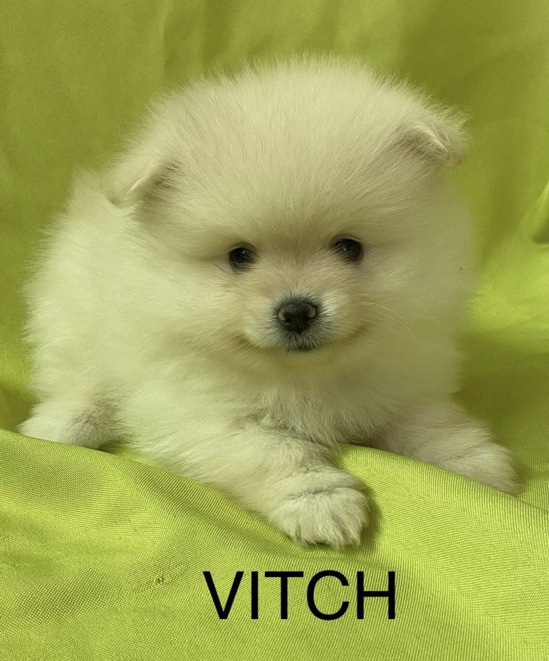 VITCH spitz allemand à réserver Mâle Spitz allemand