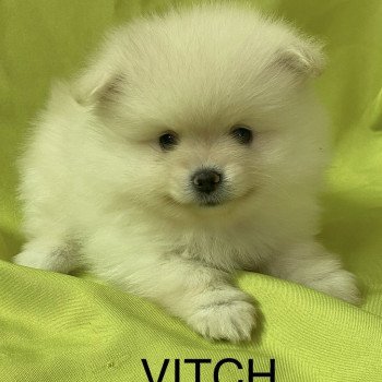 chiot Spitz allemand VITCH spitz allemand Domaine de la Chantelaie chiot Spitz allemand VITCH spitz allemand Domaine de la Chantelaie