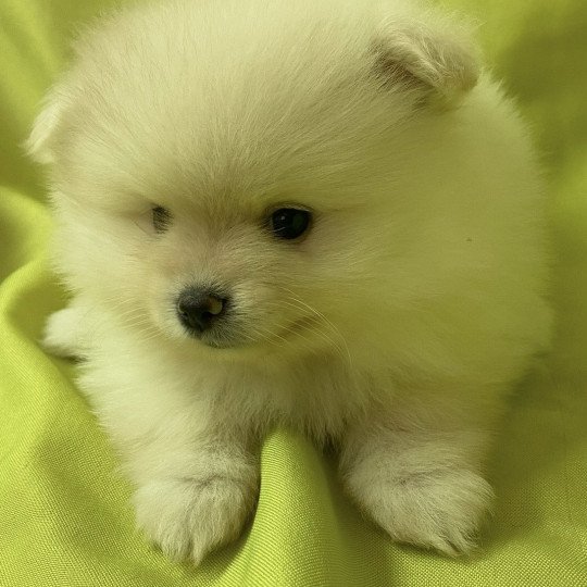 chiot Spitz allemand VITCH spitz allemand Domaine de la Chantelaie