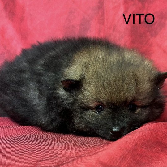 VITO à réserver Mâle Spitz allemand