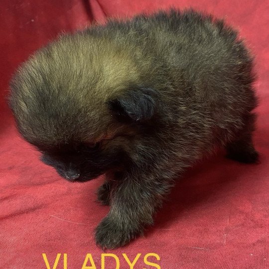 chiot Spitz allemand charbonné VLADYS spitz allemand Domaine de la Chantelaie