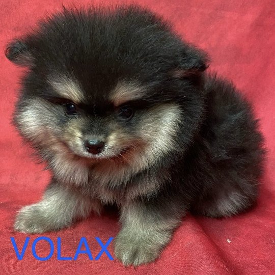 chiot Spitz allemand noir et feu VOLAX spitz allemand Domaine de la Chantelaie
