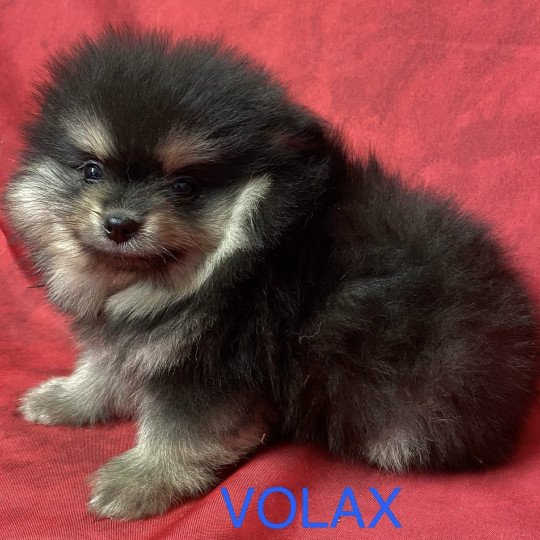 chiot Spitz allemand noir et feu VOLAX spitz allemand Domaine de la Chantelaie