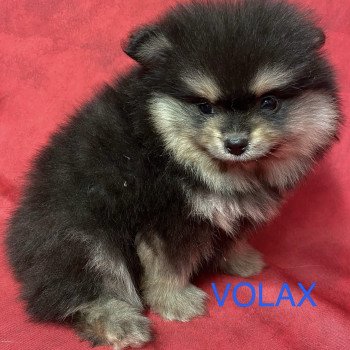 chiot Spitz allemand noir et feu VOLAX spitz allemand Domaine de la Chantelaie chiot Spitz allemand noir et feu VOLAX spitz allemand Domaine de la Chantelaie