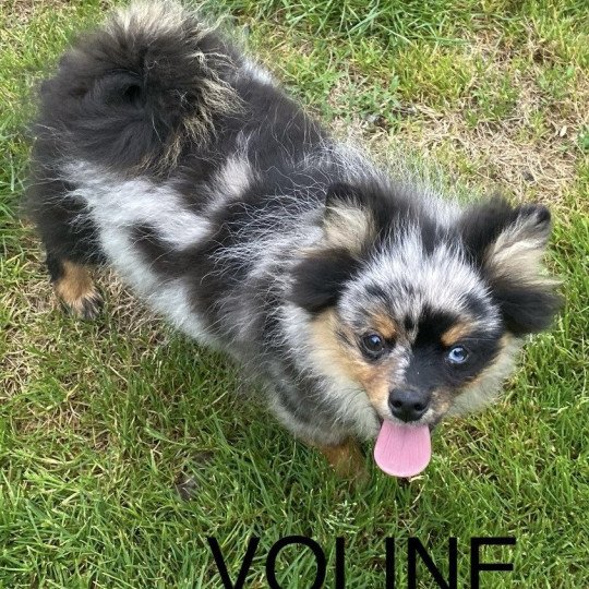 VOLINE spitz Femelle Spitz allemand