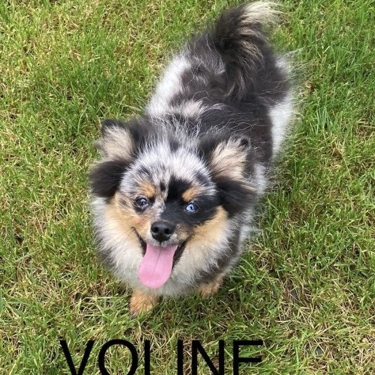 chien Spitz allemand VOLINE spitz Domaine de la Chantelaie