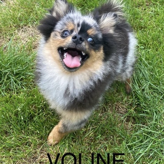 chien Spitz allemand VOLINE spitz Domaine de la Chantelaie