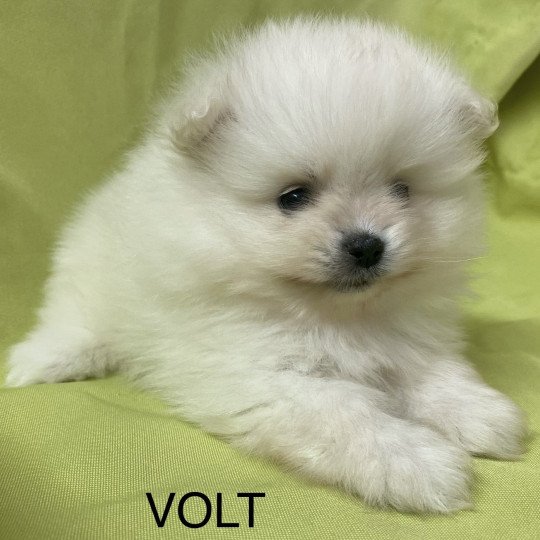 chiot Spitz allemand VOLT spitz allemand Domaine de la Chantelaie