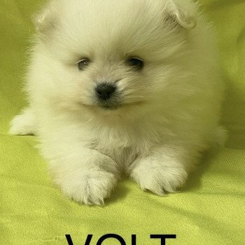 chiot Spitz allemand VOLT spitz allemand Domaine de la Chantelaie chiot Spitz allemand VOLT spitz allemand Domaine de la Chantelaie