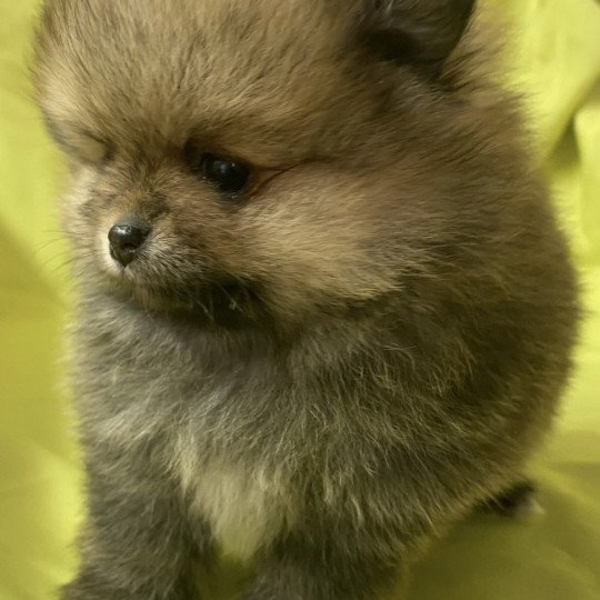 chiot Spitz allemand VONIE spitz nain à réserver Domaine de la Chantelaie