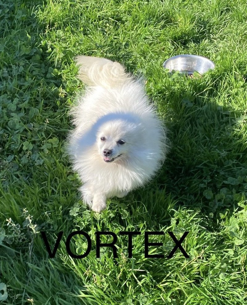 VORTEX spitz allemand Mâle Spitz allemand