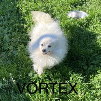 chiot Spitz allemand blanc VORTEX spitz allemand Domaine de la Chantelaie
