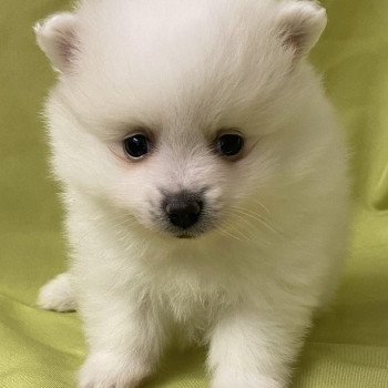 chiot Spitz allemand blanc VORTEX spitz allemand Domaine de la Chantelaie chiot Spitz allemand blanc VORTEX spitz allemand Domaine de la Chantelaie