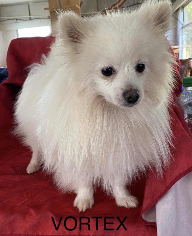 VORTEX spitz Mâle Spitz allemand