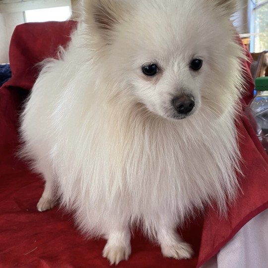 chien Spitz allemand Blanc VORTEX spitz Domaine de la Chantelaie