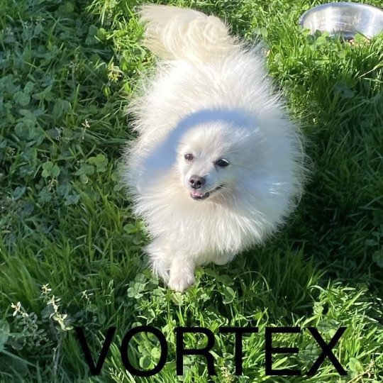 chien Spitz allemand Blanc VORTEX spitz Domaine de la Chantelaie