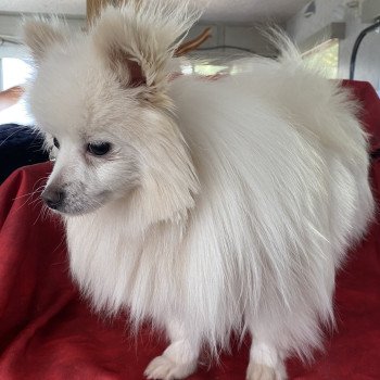 chien Spitz allemand Blanc VORTEX spitz Domaine de la Chantelaie