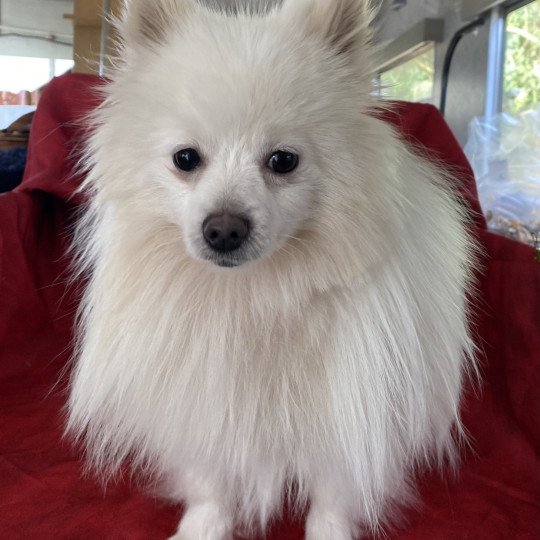 chien Spitz allemand Blanc VORTEX spitz Domaine de la Chantelaie