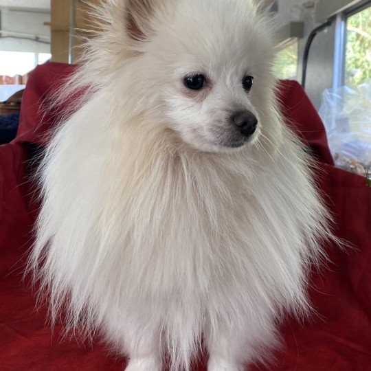 chien Spitz allemand Blanc VORTEX spitz Domaine de la Chantelaie