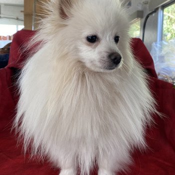 chien Spitz allemand Blanc VORTEX spitz Domaine de la Chantelaie