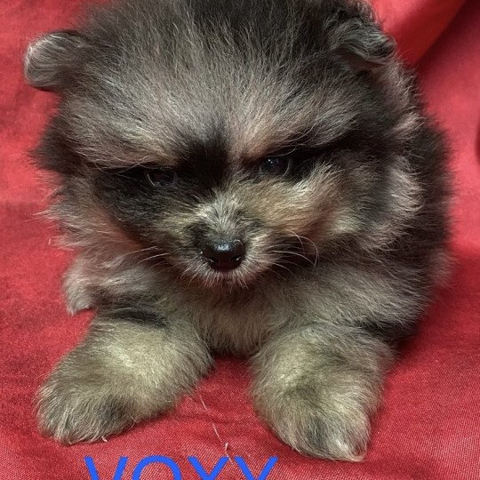 chiot Spitz allemand merle VOXY spitz à réserver Domaine de la Chantelaie