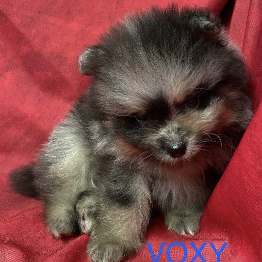 chiot Spitz allemand merle VOXY spitz à réserver Domaine de la Chantelaie
