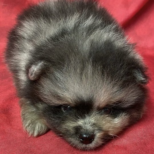 chiot Spitz allemand merle VOXY spitz à réserver Domaine de la Chantelaie