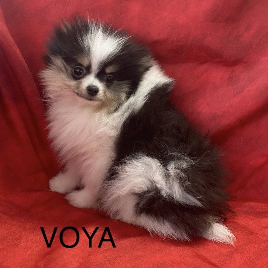VOYA spitz Femelle Spitz allemand