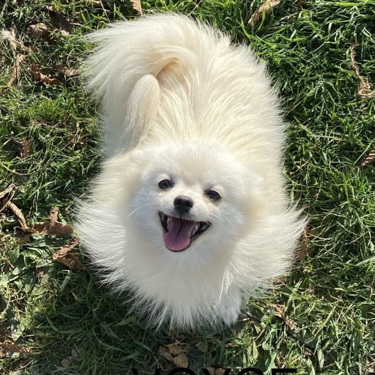 chien Spitz allemand VOYCE Domaine de la Chantelaie