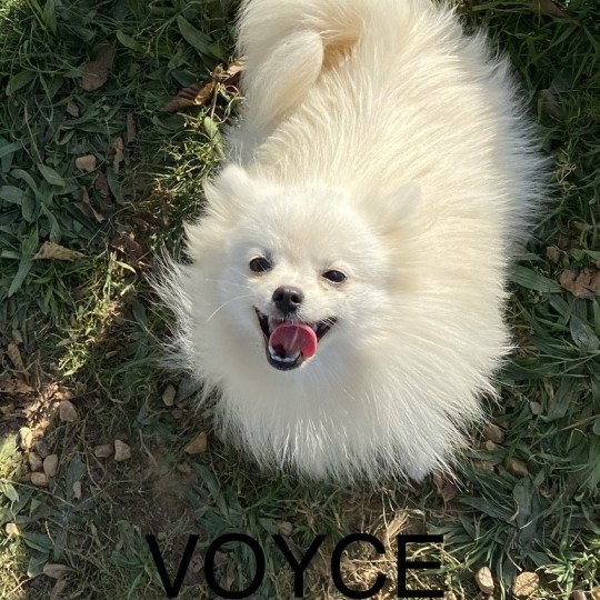 chien Spitz allemand VOYCE Domaine de la Chantelaie
