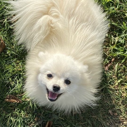 chien Spitz allemand VOYCE Domaine de la Chantelaie