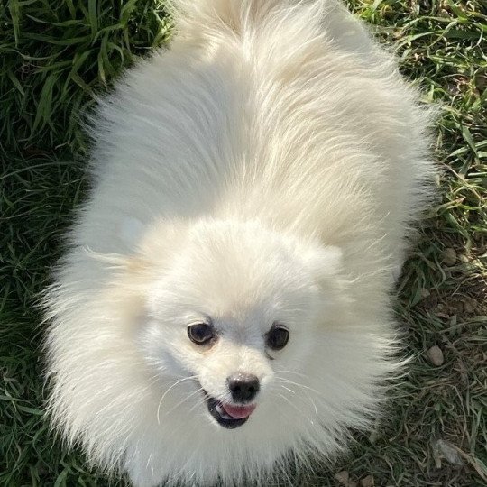 chien Spitz allemand VOYCE Domaine de la Chantelaie