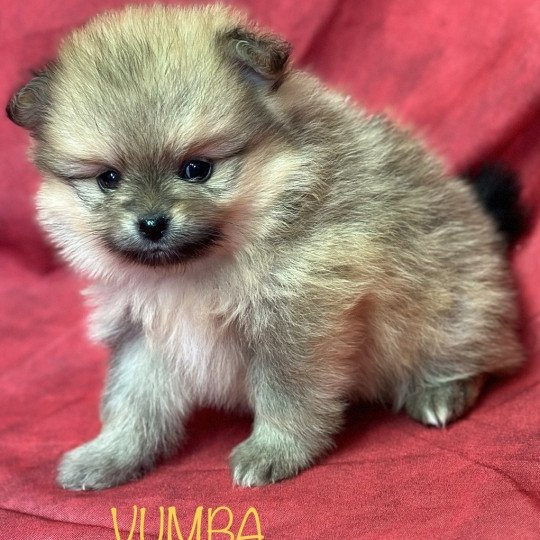 chiot Spitz allemand VUMBA spitz crème charbonné à réserver Domaine de la Chantelaie