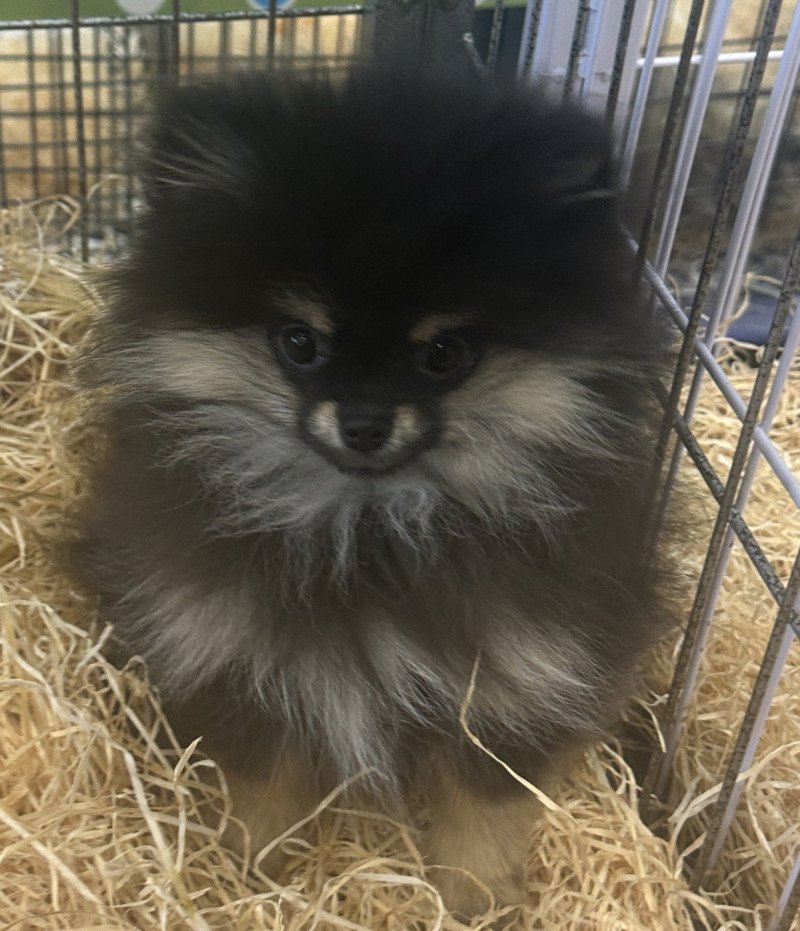 VYBELLA spitz allemand nain à réserver Femelle Spitz allemand