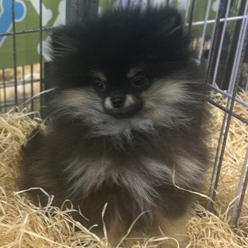 chiot Spitz allemand noir et feu VYBELLA spitz allemand nain à réserver Domaine de la Chantelaie chiot Spitz allemand noir et feu VYBELLA spitz allemand nain à réserver Domaine de la Chantelaie