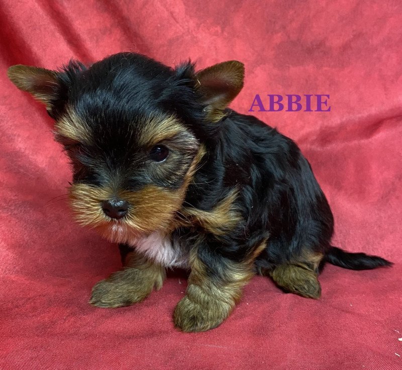 ABBIE york RÉSERVÉE Femelle Yorkshire terrier