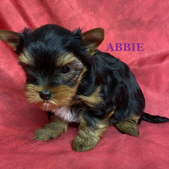 ABBIE york RÉSERVÉE Femelle Yorkshire terrier