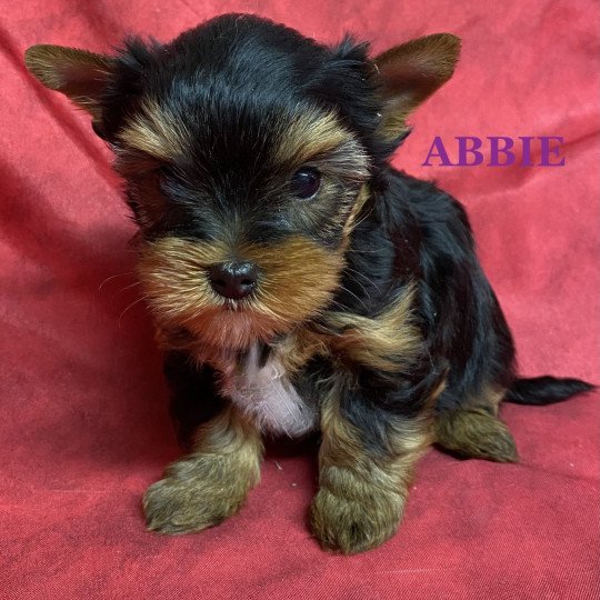 chiot Yorkshire terrier ABBIE york à réserver Domaine de la Chantelaie