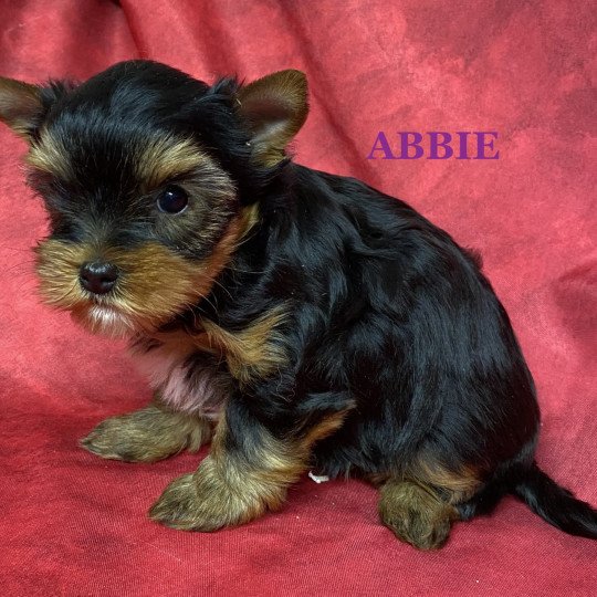 chiot Yorkshire terrier ABBIE york à réserver Domaine de la Chantelaie