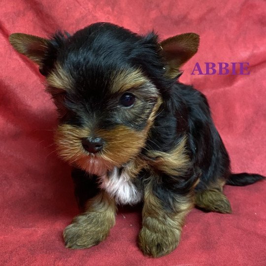 chiot Yorkshire terrier ABBIE york à réserver Domaine de la Chantelaie