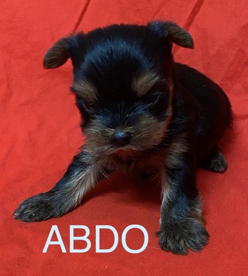ABDO york à réserver Mâle Yorkshire terrier