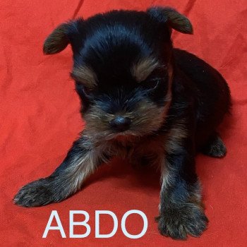 chiot Yorkshire terrier ABDO york à réserver Domaine de la Chantelaie