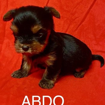 chiot Yorkshire terrier ABDO york à réserver Domaine de la Chantelaie