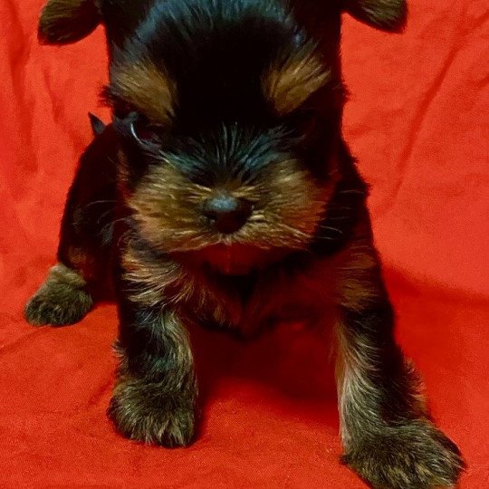 chiot Yorkshire terrier ABDO york à réserver Domaine de la Chantelaie