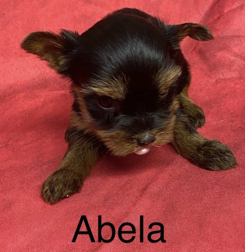 ABELA york. à réserver Femelle Yorkshire terrier ABELA york. à réserver Femelle Yorkshire terrier