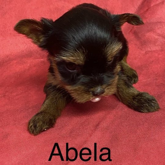 ABELA york. à réserver Femelle Yorkshire terrier